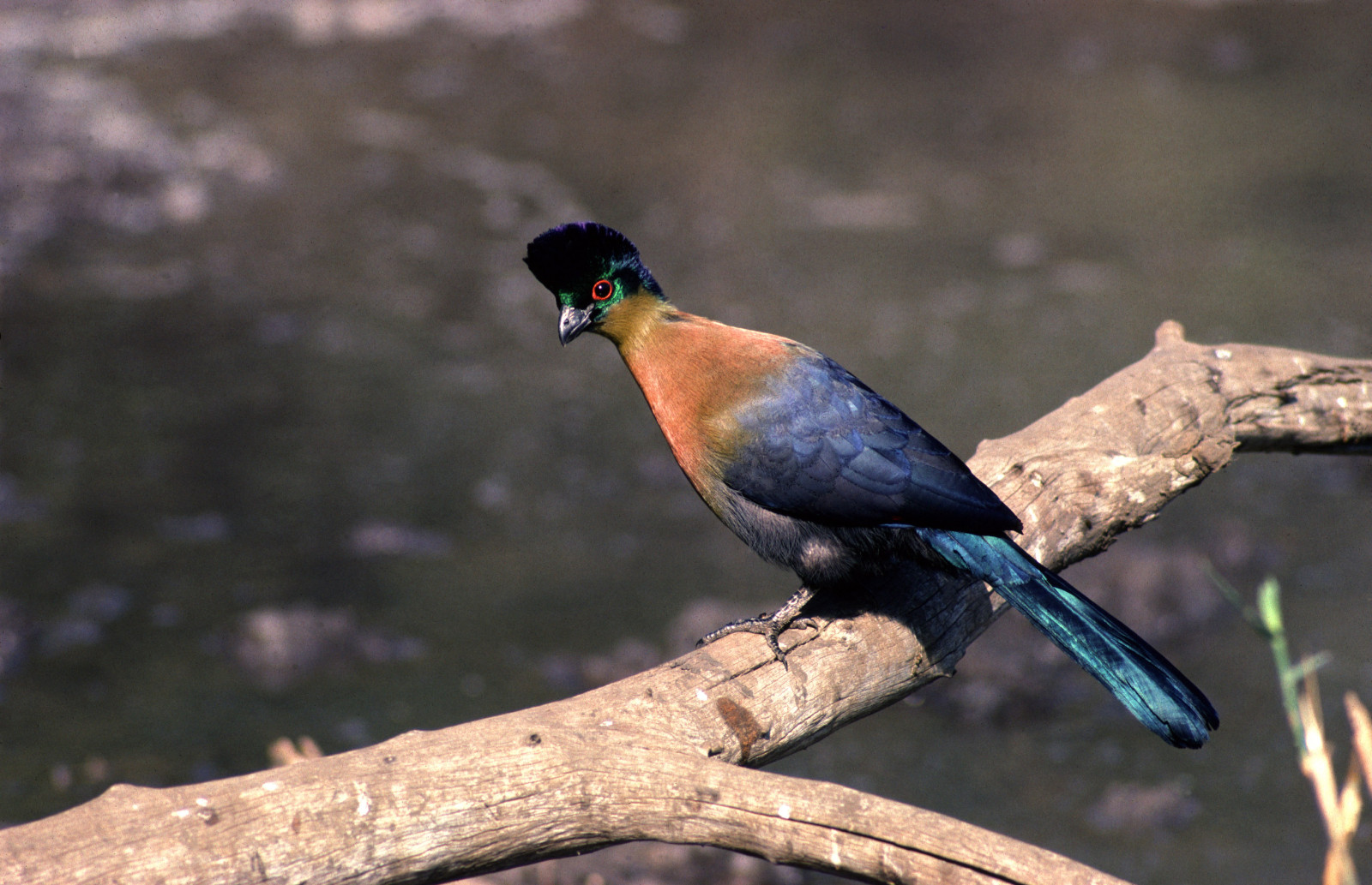 image Purple-crested Turaco